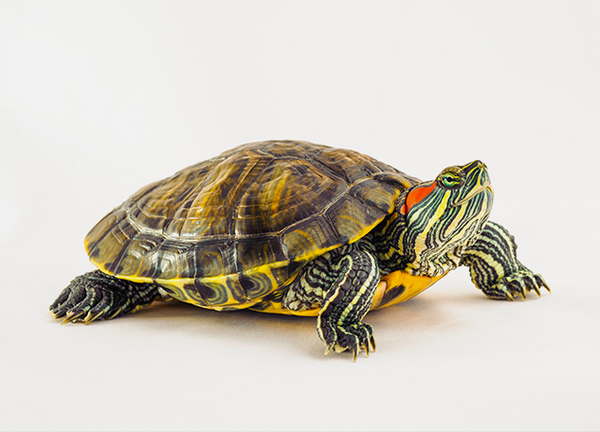 Reptiles