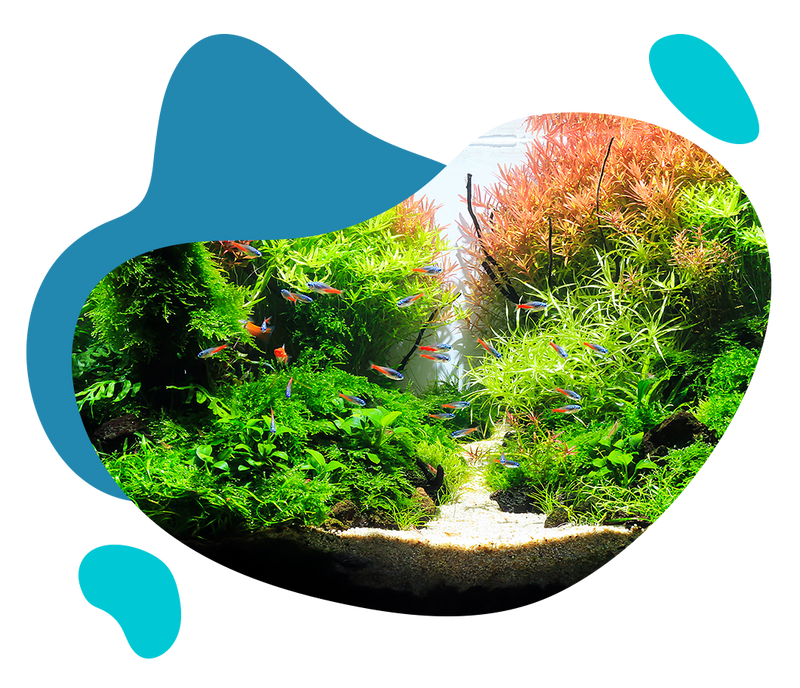 AQUASCAPING
