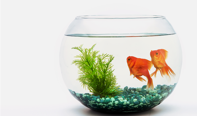 Aquariums