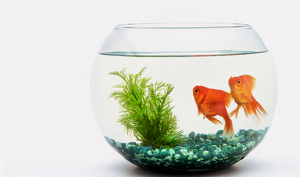 Aquarium