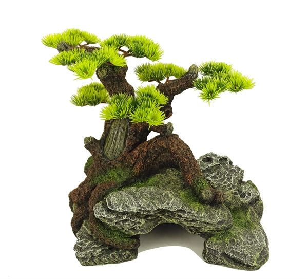 bonzai 1