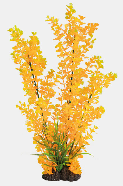 Ludwigia Orange 40 cm
