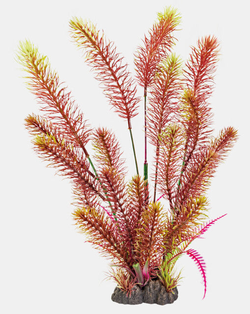 Myriophyllum Red 40 cm