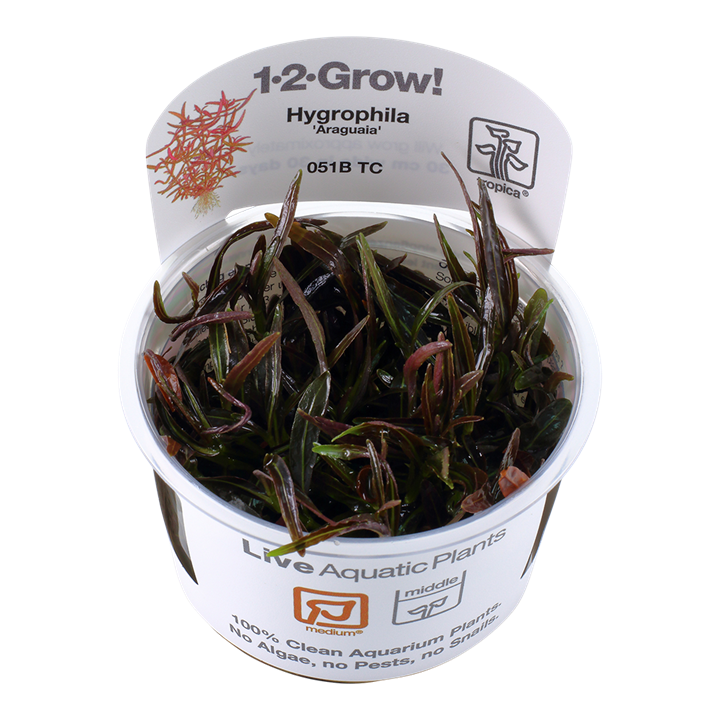 Tropica Hygrophila lancea "araguaia"