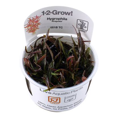 Tropica Hygrophila lancea "araguaia"
