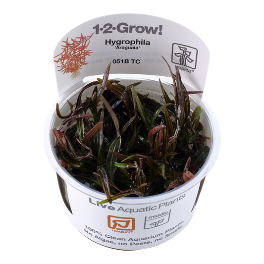 Tropica Hygrophila lancea "araguaia"