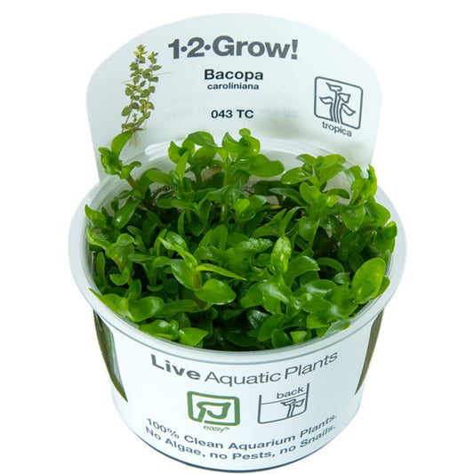 Tropica Bacopa caroliniana