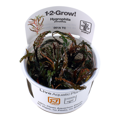 Tropica Hygrophila pinnatifida