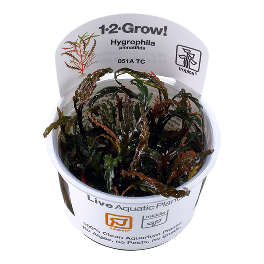 Tropica Hygrophila pinnatifida