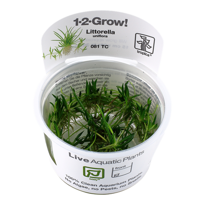 Tropica Littorella uniflora
