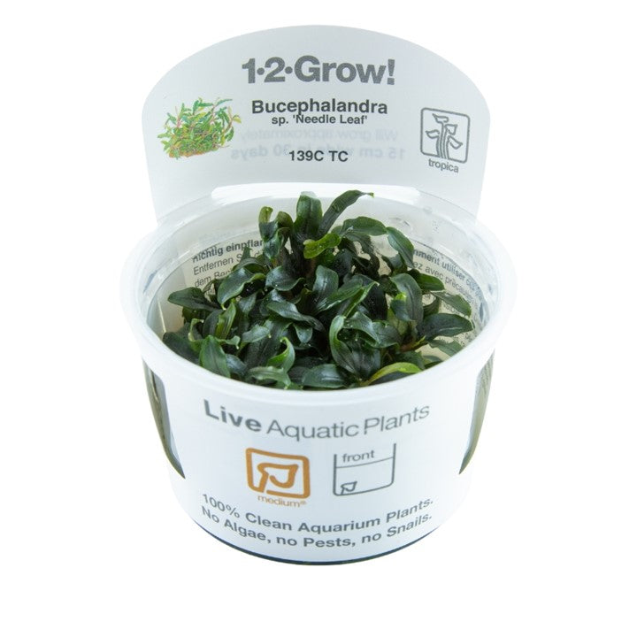 Tropica Bucephalandra sp. "Needle Leaf"