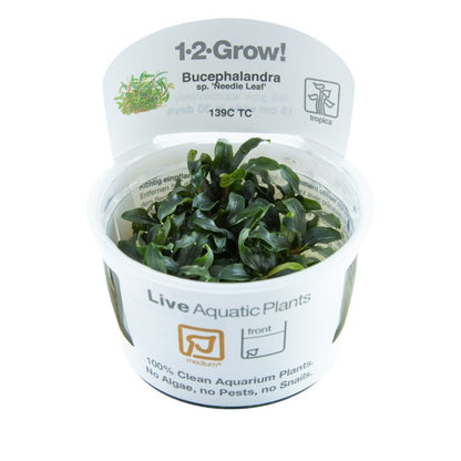 Tropica Bucephalandra sp. "Needle Leaf"