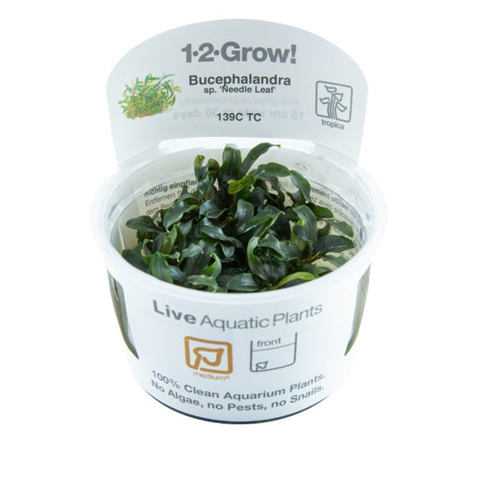 Tropica Bucephalandra sp. "Needle Leaf"