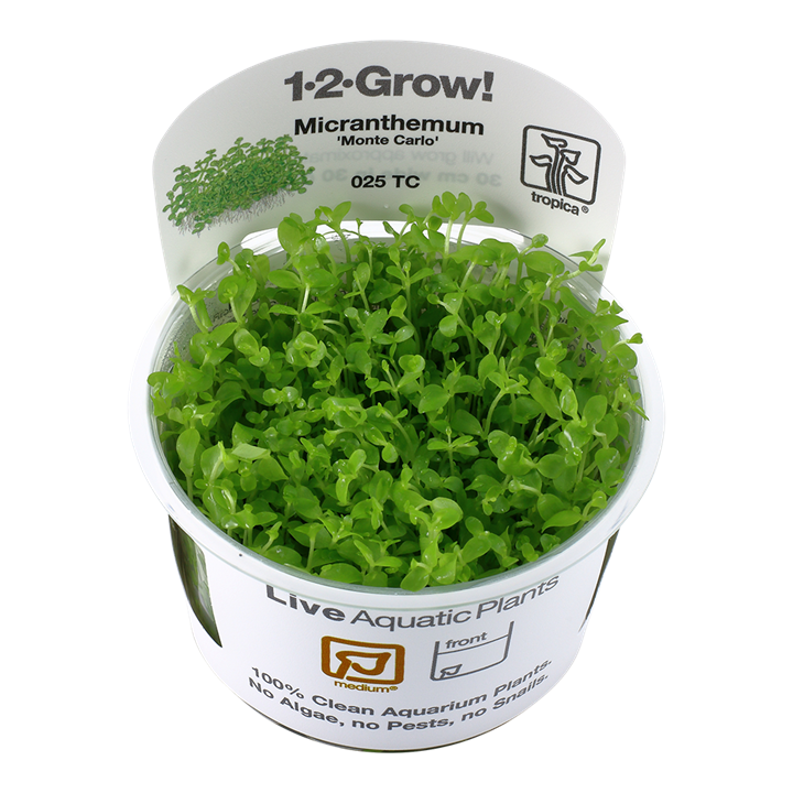 Tropica Micranthemum tweediei "monte carlo"