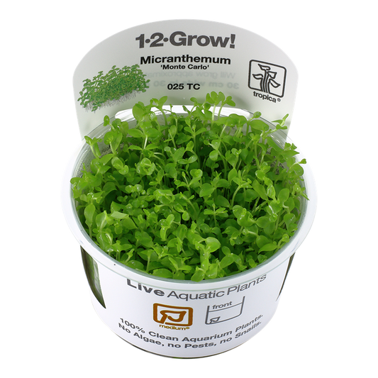 Tropica Micranthemum tweediei "monte carlo"