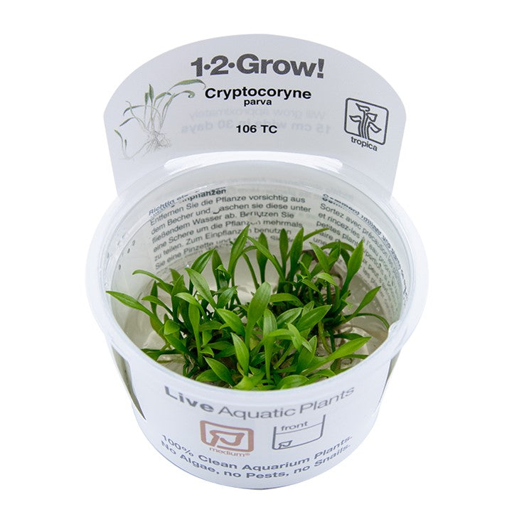 Tropica Cryptocoryne Parva