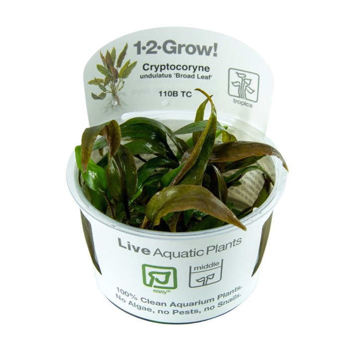 Tropica Cryptocoryne undulata " Broad Leaf"