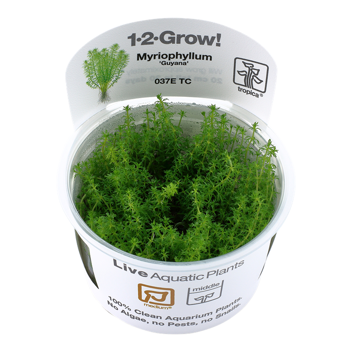 Tropica Myriophyllum sp. "guyana"