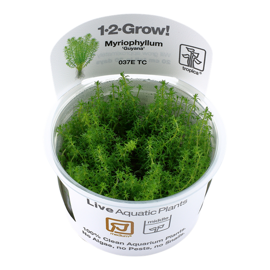 Tropica Myriophyllum sp. "guyana"