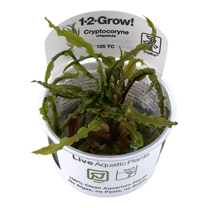 Tropica Cryptocoryne crispatulata
