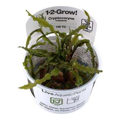 Tropica Cryptocoryne crispatulata