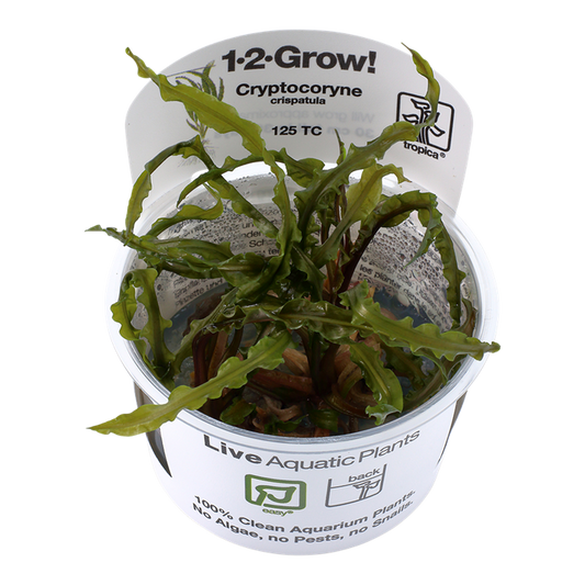 Tropica Cryptocoryne crispatulata