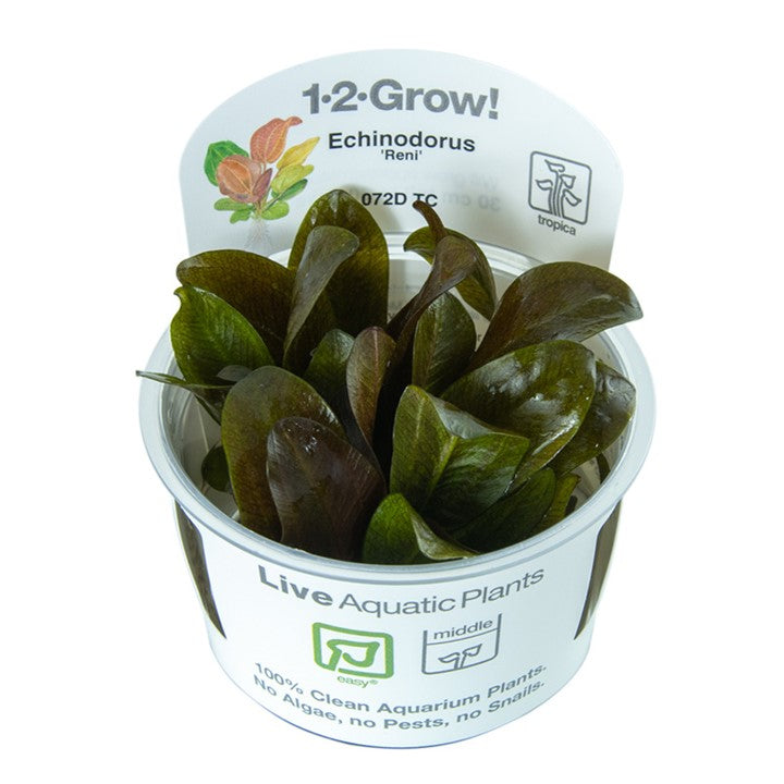 Tropica Echinodorus "reni"