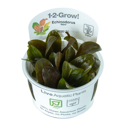 Tropica Echinodorus "reni"