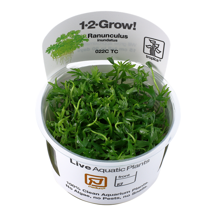 Tropica ranunculus inundatus