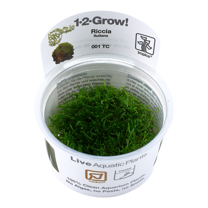Tropica Riccia fluitans