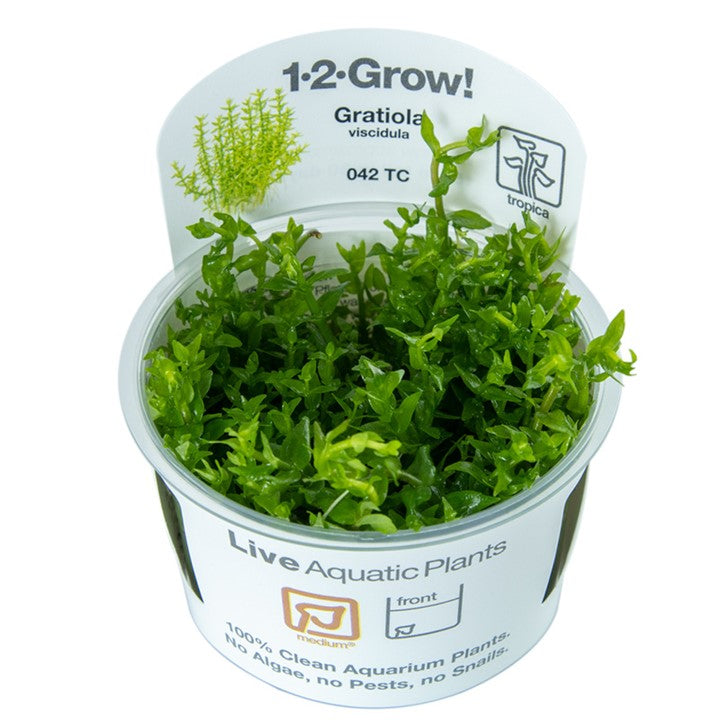 Tropica Gratiola viscidula