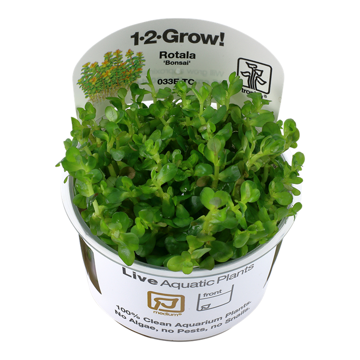 Tropica Rotala indica "bonsai"