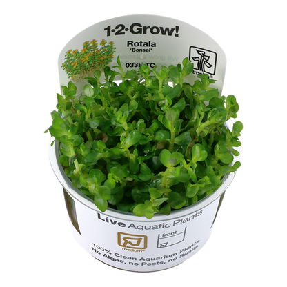 Tropica Rotala indica "bonsai"