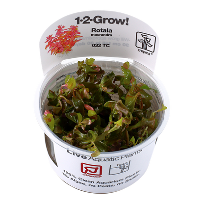 Tropica Rotala macrandra