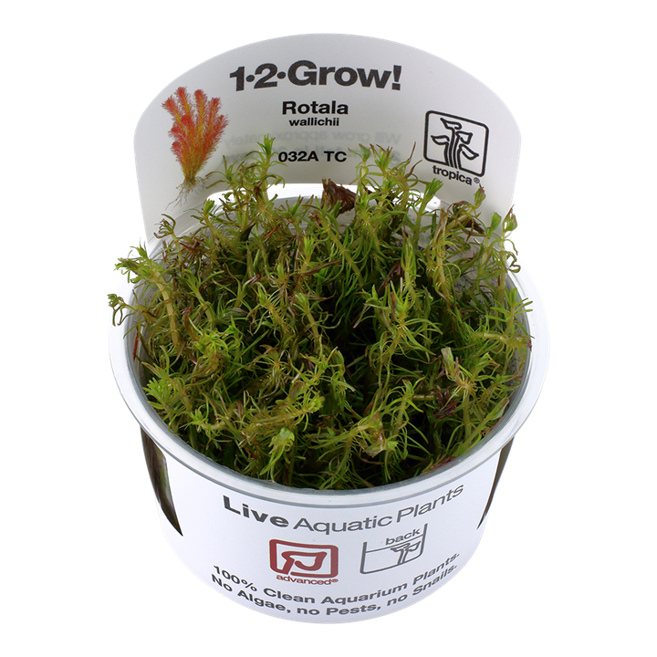 Tropica Wallichii