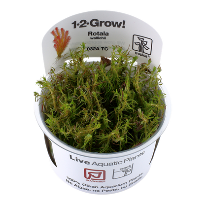 Tropica Wallichii