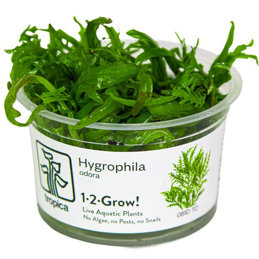 Tropica Hygrophila odora