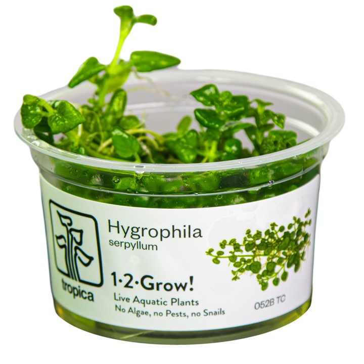 Tropica Hygrophila serpyllum