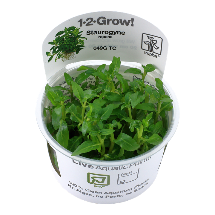 Tropica Staurogyne repens