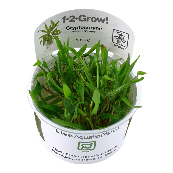 Tropica Cryptocoryne wendtii "green"