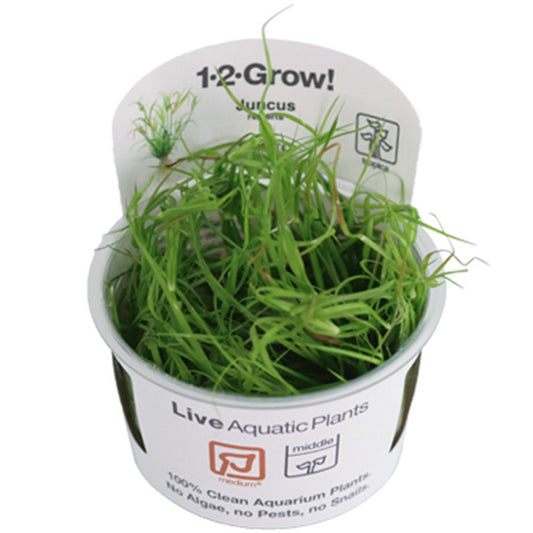 Tropica Juncus repens