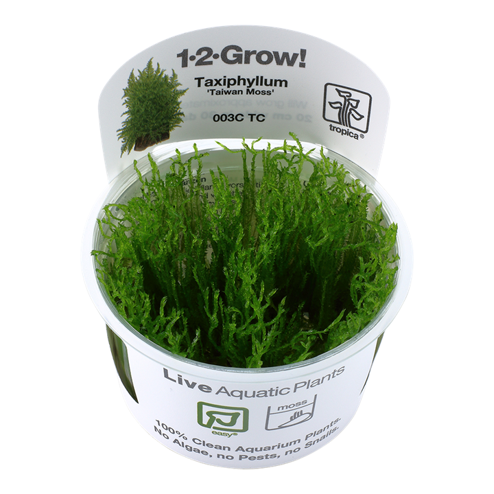 Tropica Taxiphyllum alternans "Taiwan Moss"