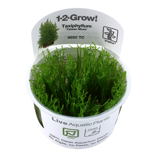 Tropica Taxiphyllum alternans "Taiwan Moss"