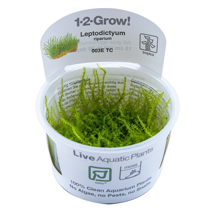 Tropica Leptodictyum riparium
