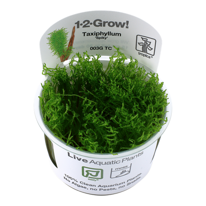 Tropica taxiphyllum sp. "Spiky Moss"