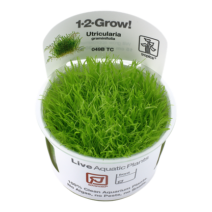 Tropica Utricularia graminifolia
