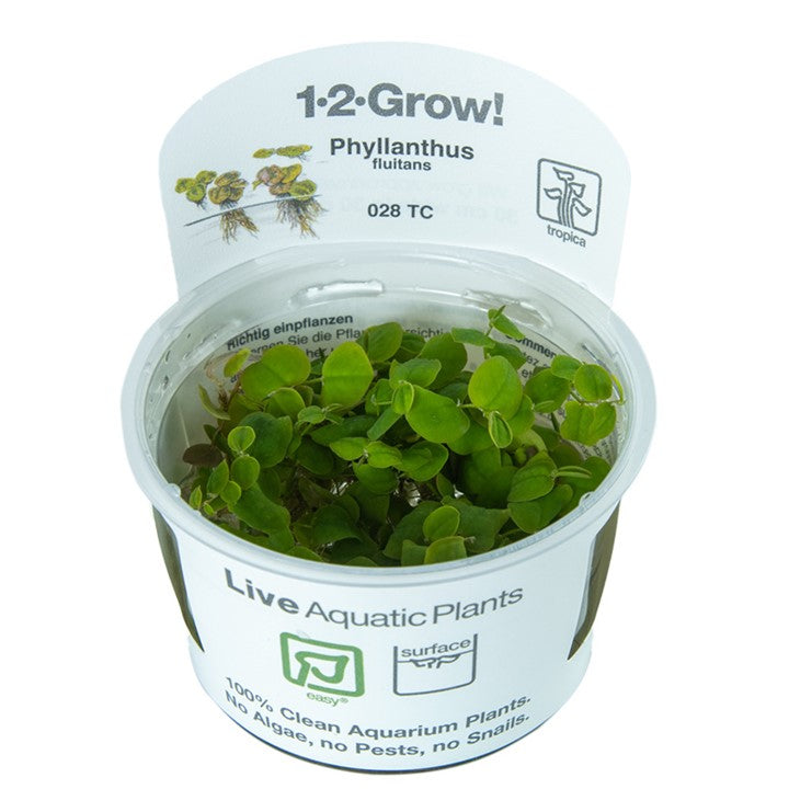 Tropica Phyllantus fluitans