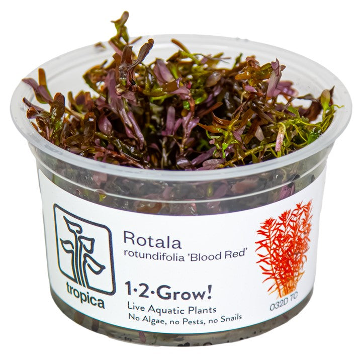 Tropica Rotala rotundifolia "blood red"