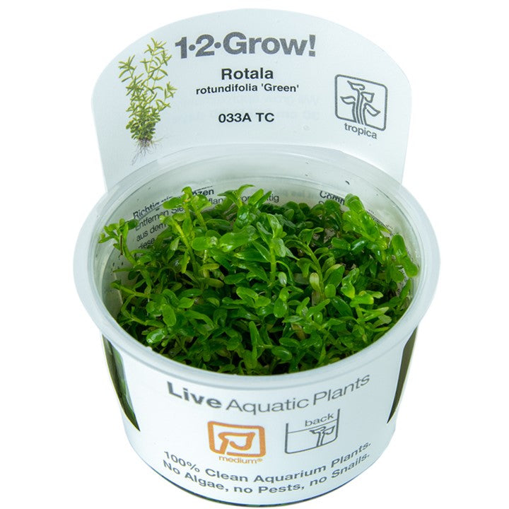 Tropica Rotundifolia "green"