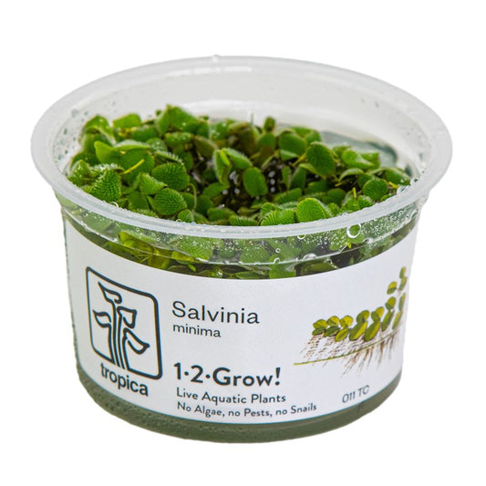 Tropica Salvinia minima